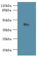 TMEM59L Polyclonal Antibody