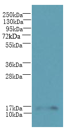 TRAPPC2L Polyclonal Antibody