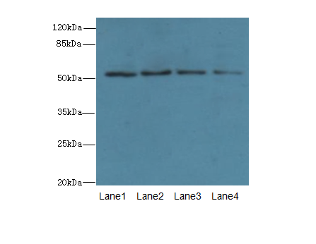 TRIM38 Polyclonal Antibody