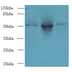 TRIML1 Polyclonal Antibody
