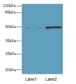 TRIP13 Polyclonal Antibody