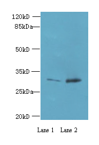 TRNAU1AP Polyclonal Antibody