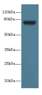 TSGA10 Polyclonal Antibody