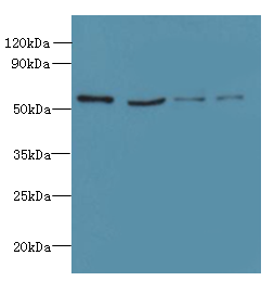 UBA5 Polyclonal Antibody