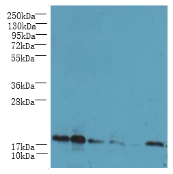 UBE2G2 Polyclonal Antibody