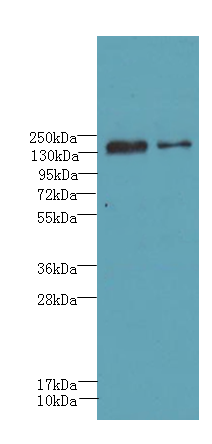 UBE2O Polyclonal Antibody