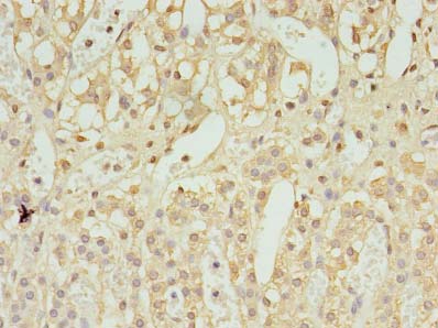 UBL7 Polyclonal Antibody