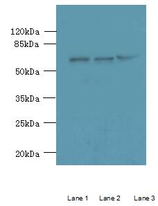UFSP2 Polyclonal Antibody