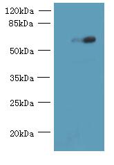 USP30 Polyclonal Antibody