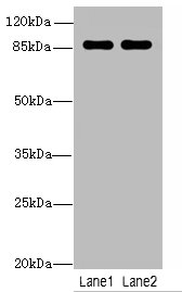 VWA5A Polyclonal Antibody