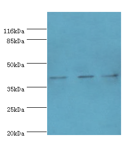 Wnt3 Polyclonal Antibody