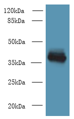 WNT4 Polyclonal Antibody