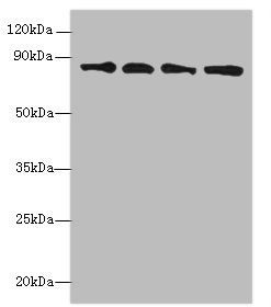 XRCC5 Polyclonal Antibody (100 µl)