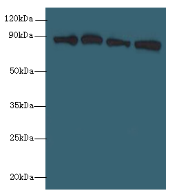 XRCC5 Polyclonal Antibody