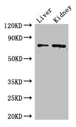 ZFP64 Polyclonal Antibody