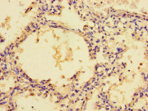 ZG16 Polyclonal Antibody