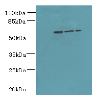 ZNF19 Polyclonal Antibody