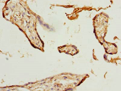 Immunohistochemistry of paraffin-embedded human placenta tissue at dilution of 1:100