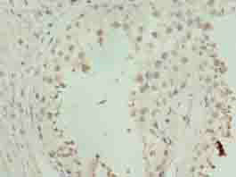 ZNF490 Polyclonal Antibody