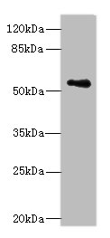 Western blot<br />All lanes: ZSCAN32 Polyclonal Antibody at 1ug/ml+ MCF7 whole cell lysate<br />Goat polyclonal to rabbit at 1/10000 dilution<br />Predicted band size: 79, 55, 47 kDa<br />Observed band size: 55 kDa<br />