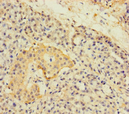 Immunohistochemistry of paraffin-embedded human pancreatic tissue at dilution of 1:100