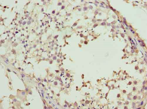 Immunohistochemistry of paraffin-embedded human testis tissue at dilution of 1:100