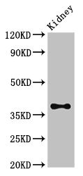 Atoh1 Polyclonal Antibody