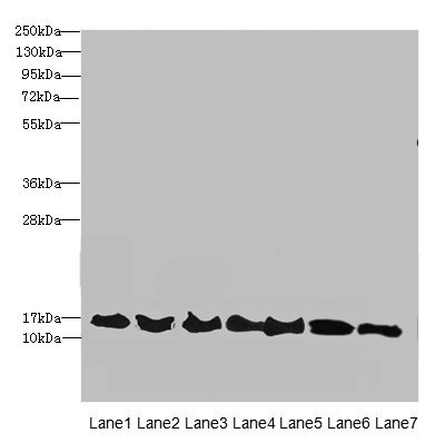 ATP6V1G2 Polyclonal Antibody