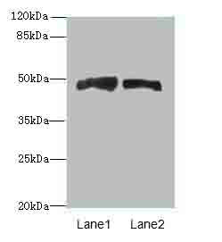 AZIN1 Polyclonal Antibody