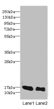 LINC01553 Polyclonal Antibody