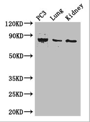 CARS Polyclonal Antibody