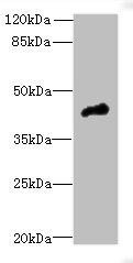 CASQ1 Polyclonal Antibody