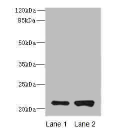 CDC42 Polyclonal Antibody