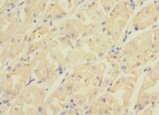 CDC42EP2 Polyclonal Antibody