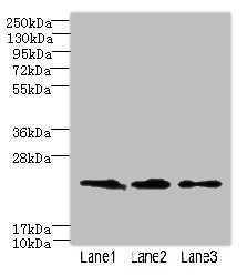 CLDN20 Polyclonal Antibody