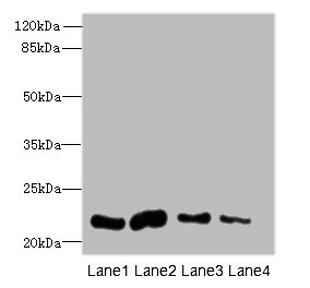 CLEC3A Polyclonal Antibody