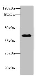 Western blot<br />All lanes: DCN Polyclonal Antibody at 6ug/ml+Jurkat whole cell lysate<br />Goat polyclonal to rabbit at 1/10000 dilution<br />Predicted band size: 40 kDa<br />Observed band size: 40 kDa<br />