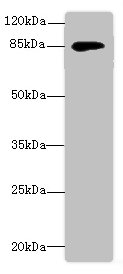 DGKG Polyclonal Antibody