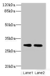 DNALI1 Polyclonal Antibody