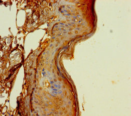 DUS4L Polyclonal Antibody