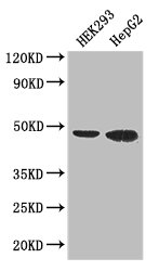 EBI3 Polyclonal Antibody