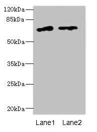 ENOX1 Polyclonal Antibody