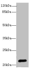 Western blot<br />All lanes: EPO Polyclonal Antibody at 3ug/ml+HepG-2 whole cell lysate<br />Goat polyclonal to rabbit at 1/10000 dilution<br />Predicted band size: 21 kDa<br />Observed band size: 21 kDa<br />