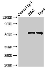 ERG Polyclonal Antibody