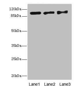 EXO1 Polyclonal Antibody