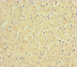 F11 Polyclonal Antibody