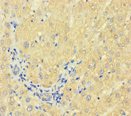 F7 Polyclonal Antibody