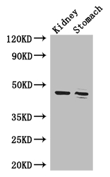 FAH Polyclonal Antibody