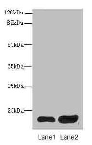FAM127A Polyclonal Antibody