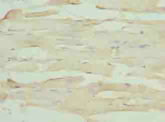 FAM168B Polyclonal Antibody